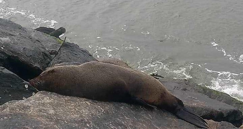 Leão marinho aparece em Navegantes